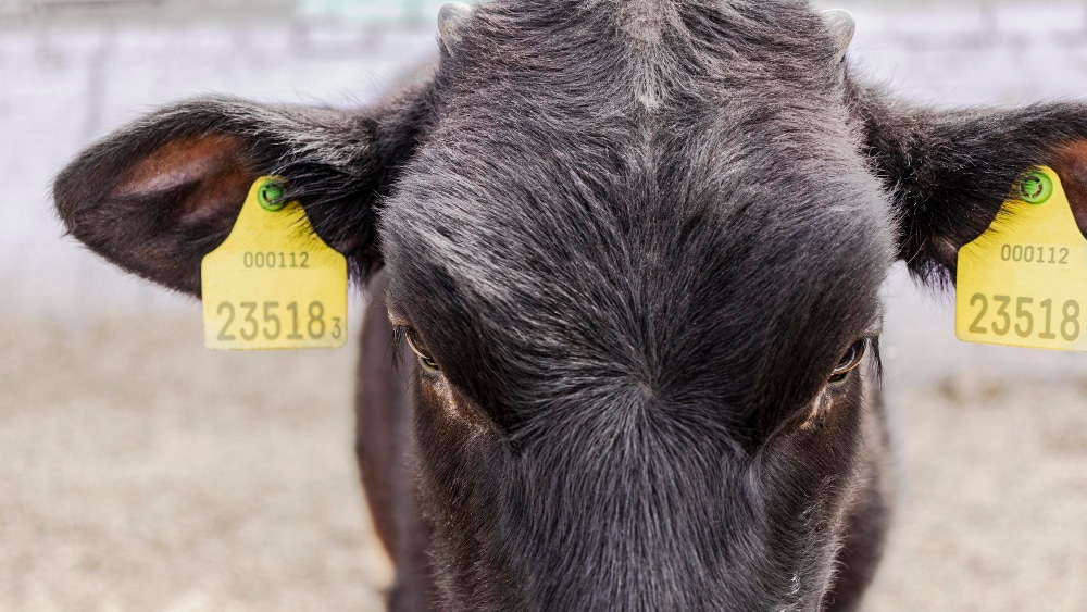 an image of RFID tags for cattle